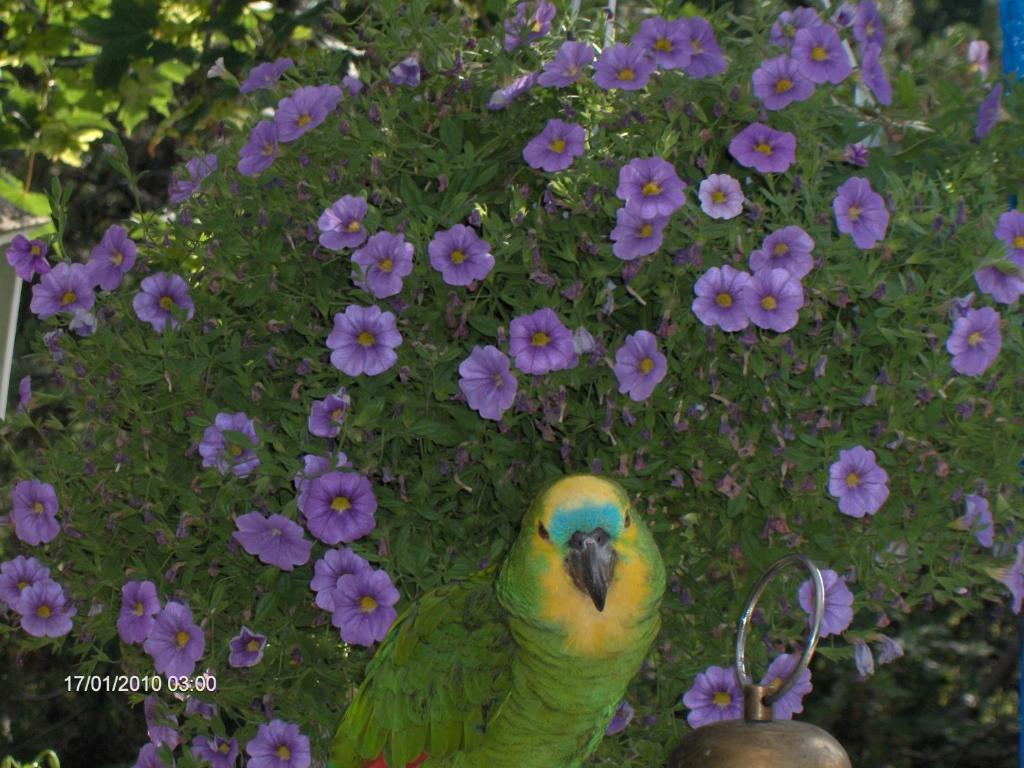 مبيت وإفطار Hollola Jokelan Kartano المظهر الخارجي الصورة